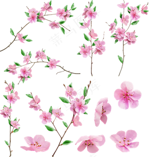 樱花开花植物免扣png