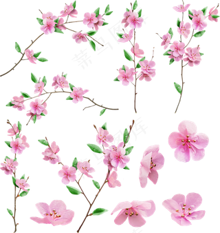 樱花开花植物免扣png