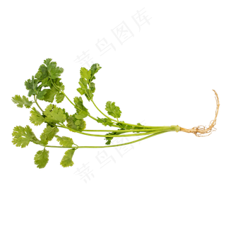 绿色蔬菜香菜