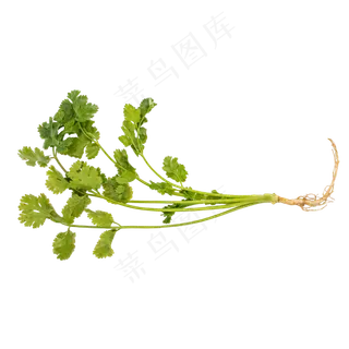 绿色蔬菜香菜