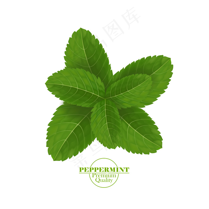 绿鲜薄荷叶eps,ai矢量模版下载