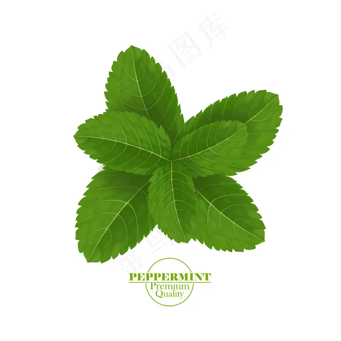 绿鲜薄荷叶eps,ai矢量模版下载