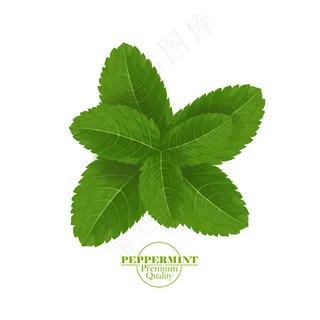 绿鲜薄荷叶 绿鲜薄荷叶