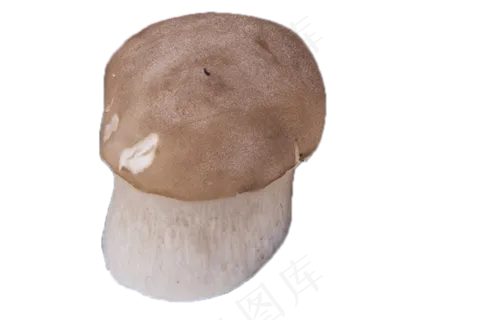 一个清香可口的鲜蘑菇