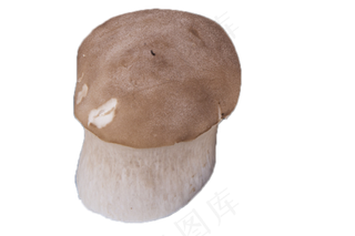 一个清香可口的鲜蘑菇