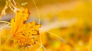 秋叶时节。林中枫叶飘落