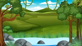 溪流穿过森林的自然场景