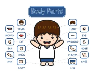 快乐可爱的孩子男孩身体部位解剖卡通图标剪贴画插图。设计隔离平面卡通风格