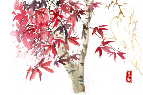 立秋红色的枫叶