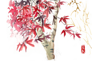 立秋红色的枫叶