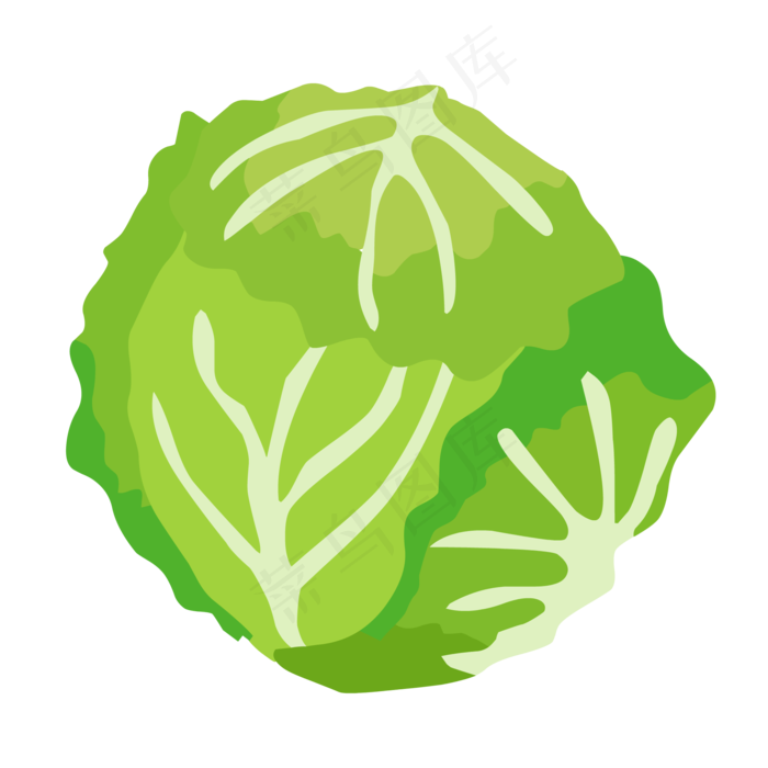 单个卷心菜