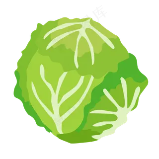 单个卷心菜