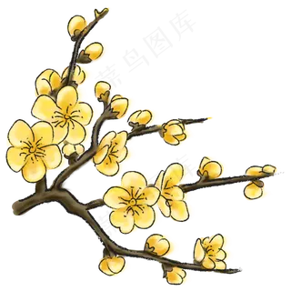 金梅腊月梅花盛开