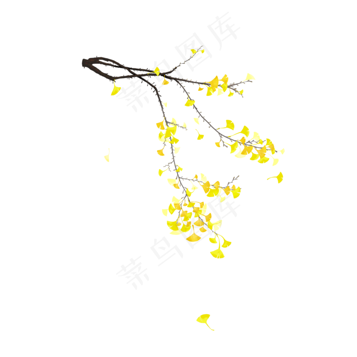 中国风国画没骨写实手法几枝银杏