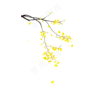 中国风国画没骨写实手法几枝银杏