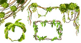 藤本植物的枝叶。