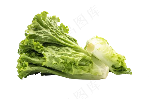 绿叶蔬菜生菜 绿叶蔬菜生菜