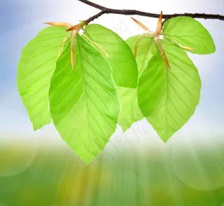 电视墙背景画效果图片