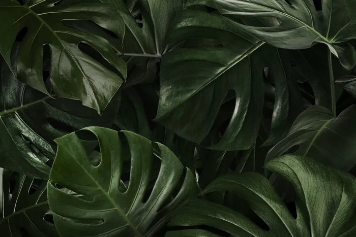 绿色龟背竹叶自然背景