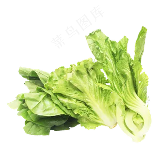 生菜芥菜 生菜芥菜
