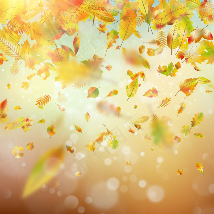 秋雨色彩斑斓，背景模糊。