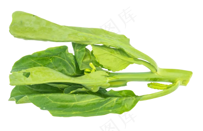 绿色菠菜蔬菜(3000X3000(DPI:300))