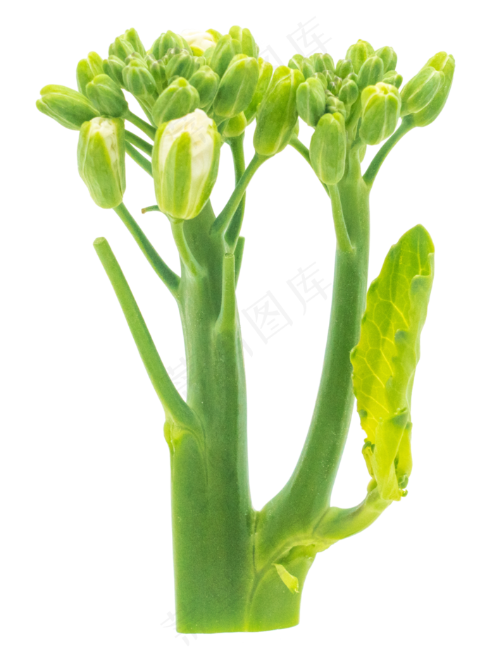 油菜茎绿色蔬菜(3000X3000(DPI:300))