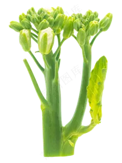 油菜茎绿色蔬菜