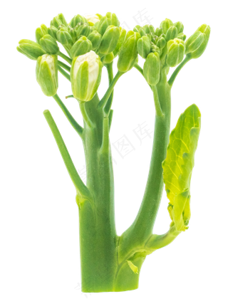 油菜茎绿色蔬菜
