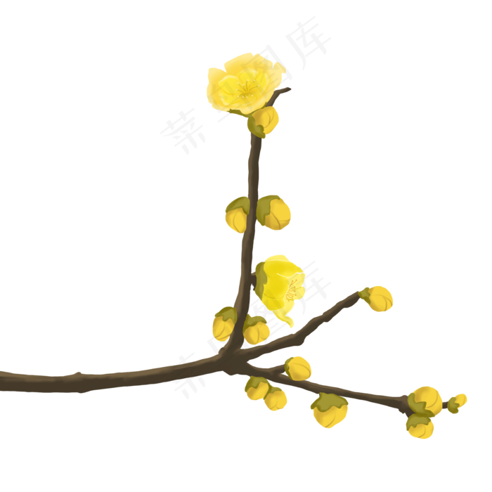 植物花类蜡梅腊梅金梅装饰手绘(2000X2000(DPI:300))psd模版下载