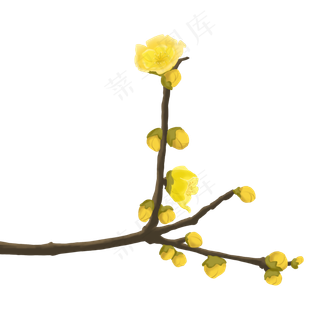 植物花类蜡梅腊梅金梅装饰手绘