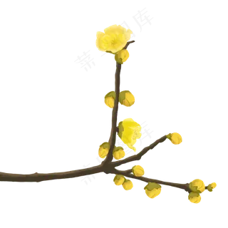 植物花类蜡梅腊梅金梅装饰手绘
