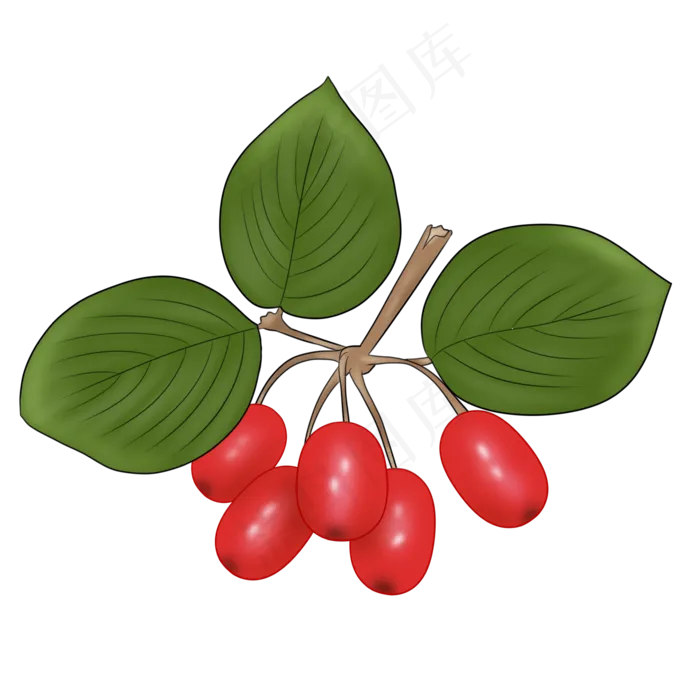 茱萸手绘PNG素材(2000X2000(DPI:299))psd模版下载