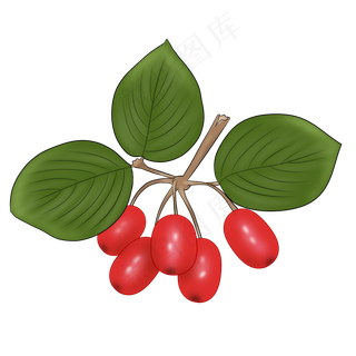 茱萸手绘PNG素材