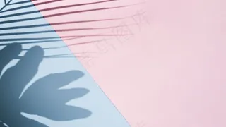 主打玫瑰，天蓝色背景，叶影