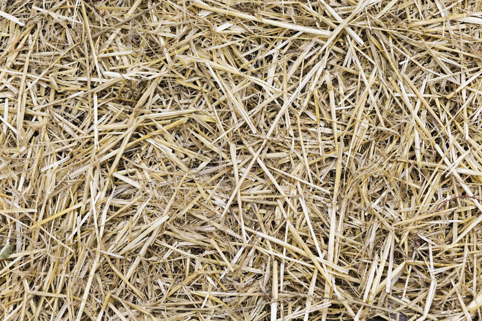 干黄色草草背景纹理