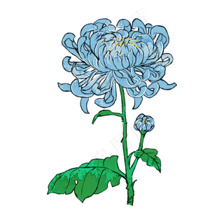 蓝菊花重阳花卉