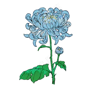 蓝菊花重阳花卉