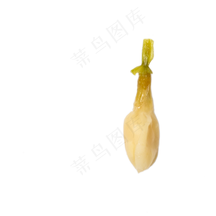 卡通发芽的大蒜下载(2000X2000(DPI:300))psd模版下载