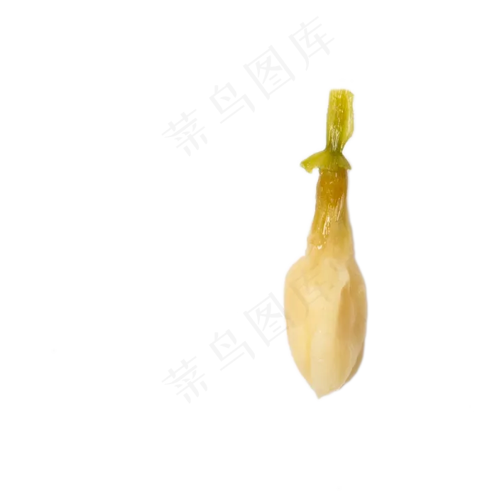 卡通发芽的大蒜下载(2000X2000(DPI:300))psd模版下载