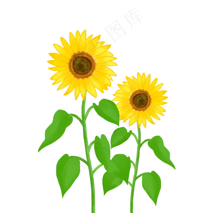 商用花卉手绘植物太阳花葵花阳光,免抠元素(2000X2000(DPI:150))psd模版下载