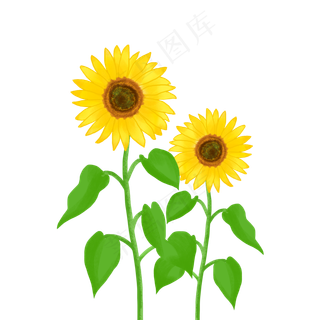 商用花卉手绘植物太阳花葵花阳光,免抠元素