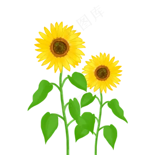 商用花卉手绘植物太阳花葵花阳光,免抠元素