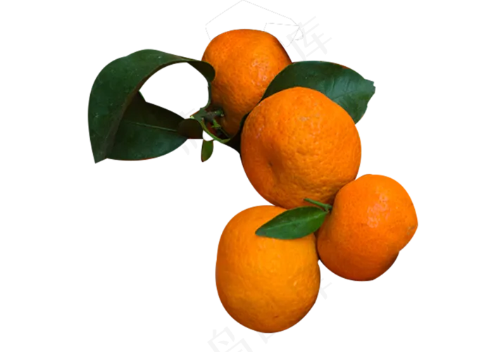 水果橘子砂糖橘(1000X715(DPI:240))psd模版下载