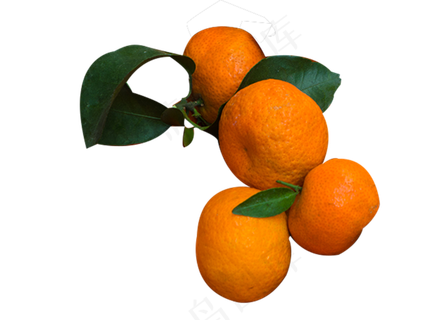 水果橘子砂糖橘