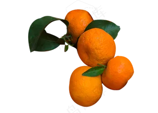 水果橘子砂糖橘