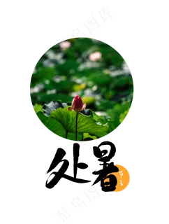 处暑荷花荷叶