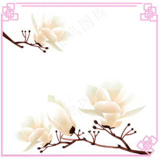 荷花木兰树望春花旱荷花早春花卉