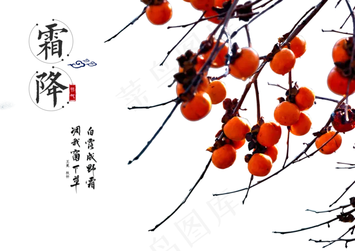 霜降柿子(3508X2480(DPI:300))psd模版下载