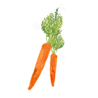 水彩小清新蔬菜水果胡萝卜